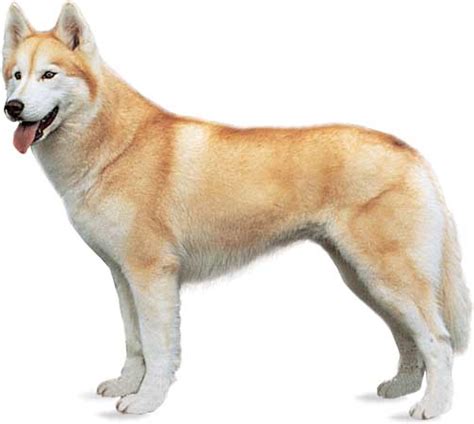 Siberian Husky Breed Of Dog