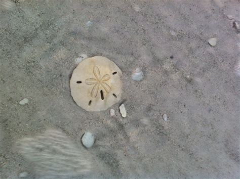 How To Find Sand Dollars In Florida How To Guide