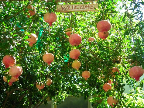 Fruit Trees Home Gardening Apple Cherry Pear Plum Fruit Trees In