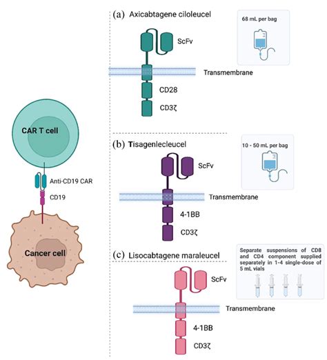 Chimeric Antigen Receptor T Cell Structure Car T Indicates Chimeric