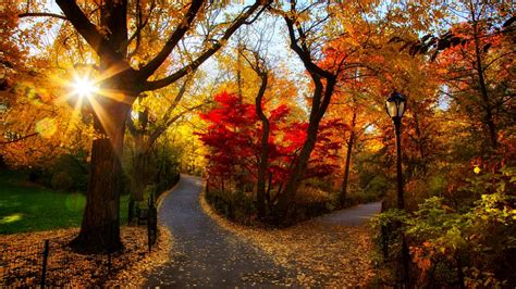 Online Crop Red Leaf Trees Photography Road Landscape Sunlight Hd