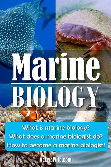 Marine Biology And The Role Of A Marine Biologist In 2021 Marine