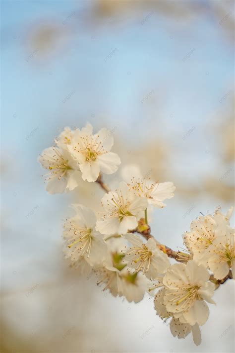 Spring Cherry Blossoms Natural Plants Blue Sky Background Blue Sky