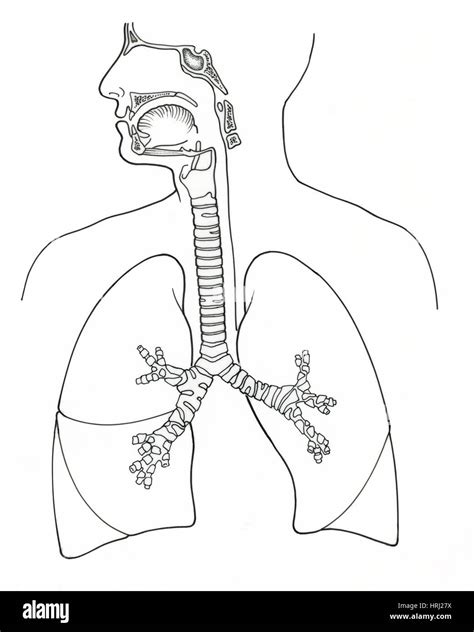 Ilustración Del Sistema Respiratorio Fotografía De Stock Alamy