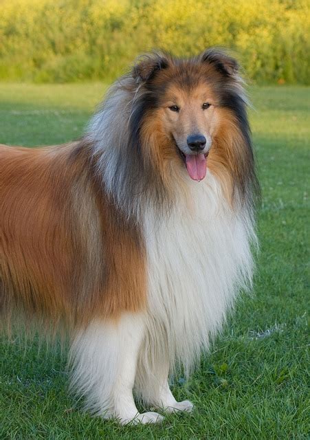 Free Stock Photo Dog Rough Collie Collie Lassie Free Image On