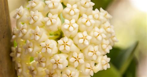 You could find them in the forest near your. Sweetheart Hoya | Dog friendly plants, Poisonous plants ...