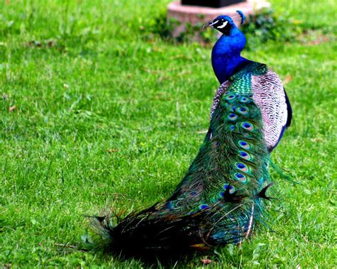 Ch5effff } hidup di sekitar tempat ini bagai merak dalam kandang burung. Burung: Burung Merak