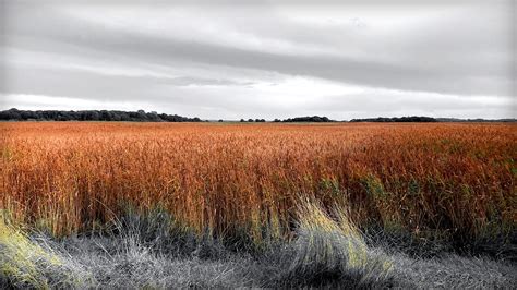 Fields Of Reeds Scenic Photo Art