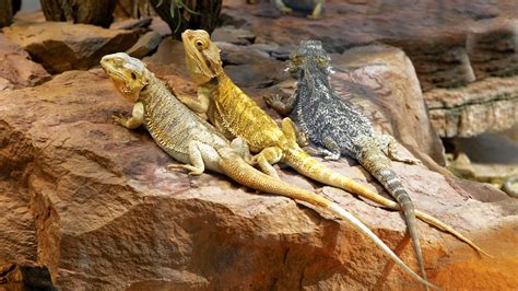 All About Bearded Dragons As Pets Pets Retro