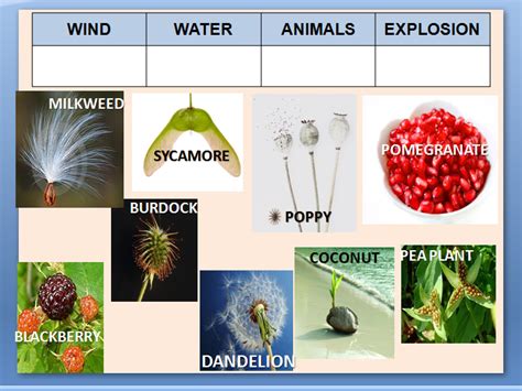 Plant Seed Dispersal Teaching Resources