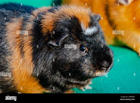 Young Guinea Pig Close Up Photography Stock Photo Alamy