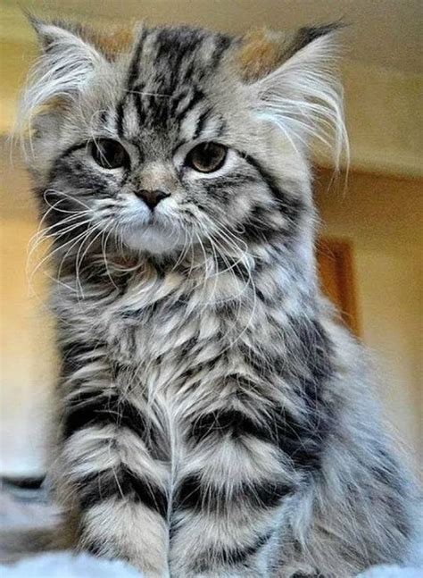 Cute Grey And Black Striped Kitten Luvbat