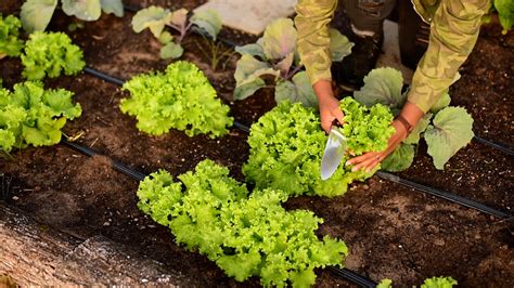This Is The Best Way To Harvest Leaf Lettuce So It Keeps Growing Back