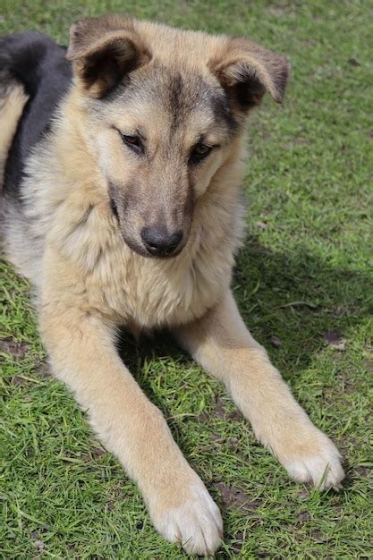 Um Cachorro Deitado Na Grama As Orelhas Para Cima E A Palavra