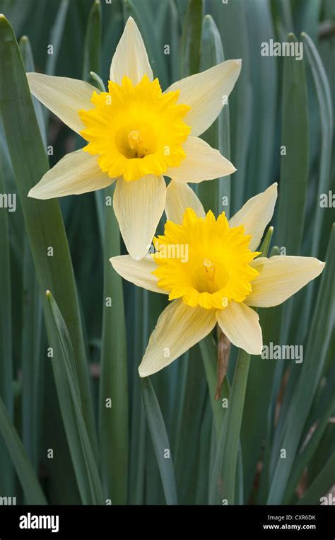 Narcissus Blossoms High Resolution Stock Photography And Images Alamy