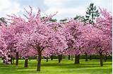 Cherry tree may refer to: What Colorful Plants Grow In Shade? (10 Examples & Pictures)