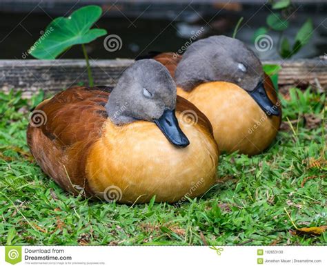 Two Sleeping Ducks Stock Photo Image Of Green Doze 102653130