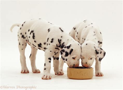 Dogs Dalmatian Pups 7 Weeks Old Drinking From A Bowl Photo Wp22421