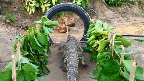 Tire works is your local edmonton and area mobile tire shop and auto service. Creative Unique Crocodile Trap Make From Wood Tree ...