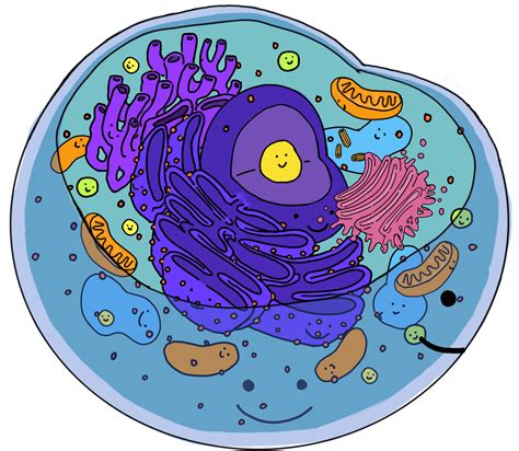 Eukaryotic Animal Cell Organelles Organelles In An Animal Cell Jan