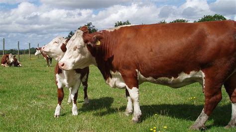 La Hereford Des Vaches Plus Petites Mais Faciles à élever