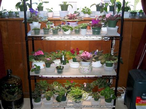 African violets have one job: Gesneriads forum: All About African Violets! - Garden.org