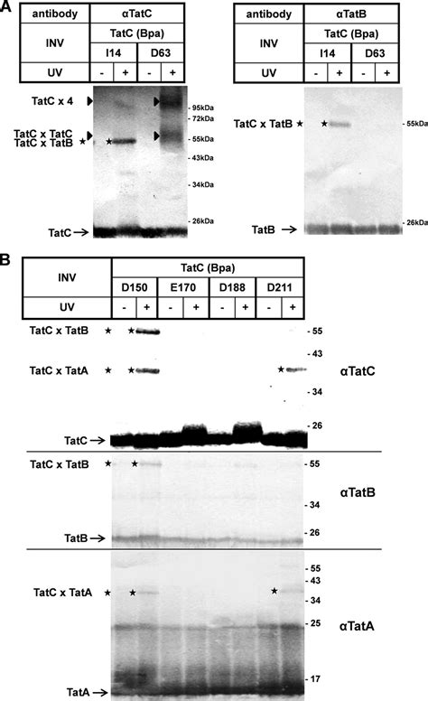 Mapping Precursor Binding Site On Tatc Subunit Of Twin Arginine