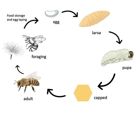 The Life Cycle Of An Worker Bee Download Scientific Diagram