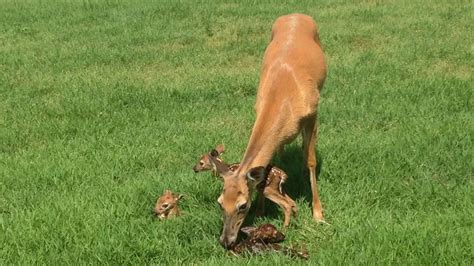 3 Baby Deer Fawns Born At Oregon Dairy This Morning Youtube
