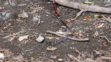 Kingsnake Eating Another Snake Youtube