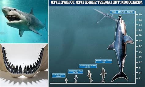 Giant Megalodon Sharks Were Even Bigger Than Previously Thought And