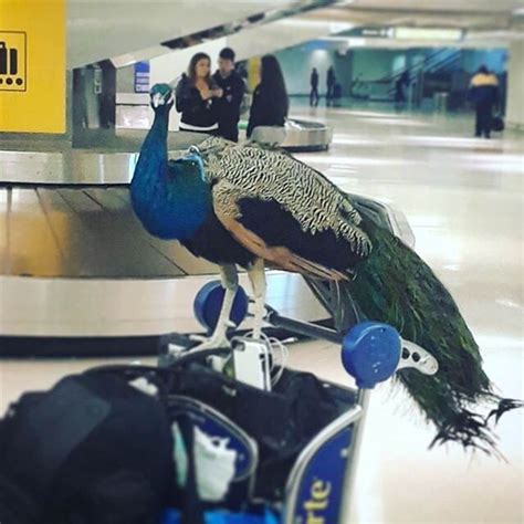 Artist Her Emotional Support Peacock Denied Entry On Flight