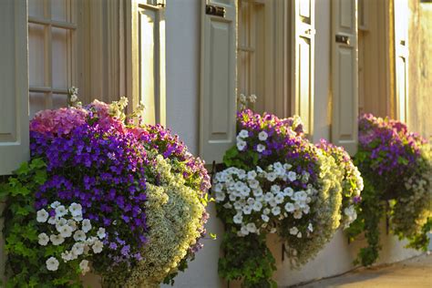 Who Plants A Seed Window Boxes