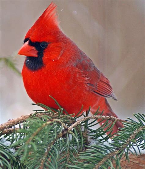 Male Northern Cardinal By Cheryl Smith Via 500px~cl Cardinal Birds