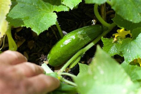 Can You Grow Cucumbers In A 5 Gallon Bucket Gardening Mentor