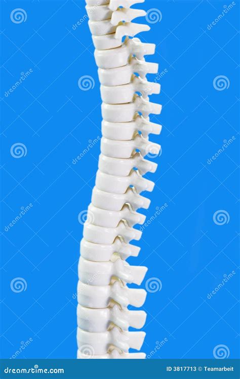 Backbone In Detail Stock Image Image Of Spinal Arthritis 3817713