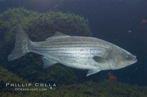 Striped Bass Striper Striped Seabass Morone Saxatilis 10991