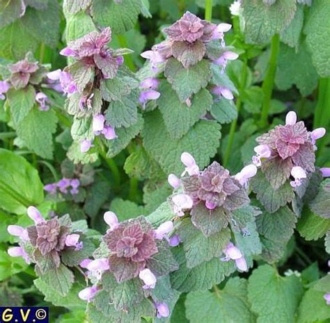 Lamium Rosso