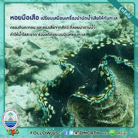 หอยมือเสือ โดย สุรพงษ์ บรรจงมณี สถาบันวิจัยชีววิทยาและประมงทะเล จ.ภูเก็ต หอยมือเสือ - กรมทรัพยากรทางทะเลและชายฝั่ง Department of ...