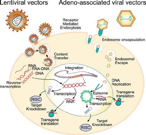 Diagram comparing lentiviral and AAV vector infection, and distinctive