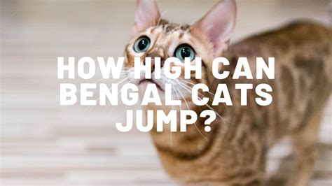 Their antics are enjoyable to watch. How High Can Bengal Cats Jump? - Authentic Bengal Cats