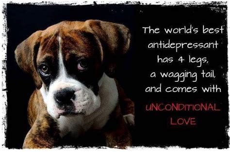 77 Boxer Dog Quotes And Sayings Image Bleumoonproductions