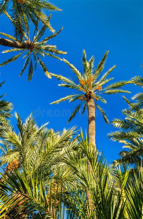 Check spelling or type a new query. Palmeral Av Elche, Spanien Rome Italien, Europa Arkivfoto ...