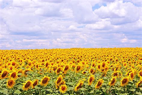 Sunflower Fields Michael Flickr