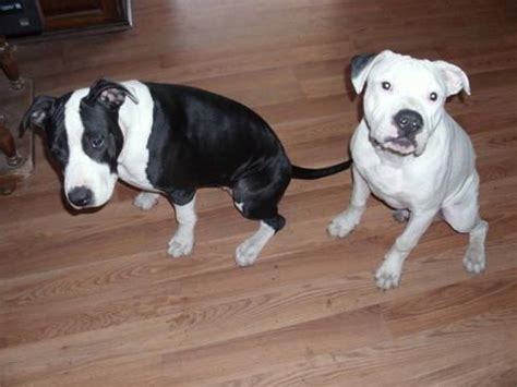 Bullmastiff puppies for sale with great conformation and bloodlines. Bluenose / Bull Mastiff Pitbull Puppies for Sale in Arboga ...