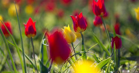 Flowers Tulips 4k Ultra Hd Wallpaper High Quality Walls