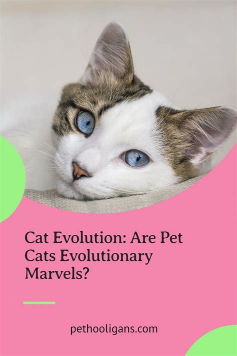 Cat Evolution Are Pet Cats Evolutionary Marvels Pet Hooligans Cat