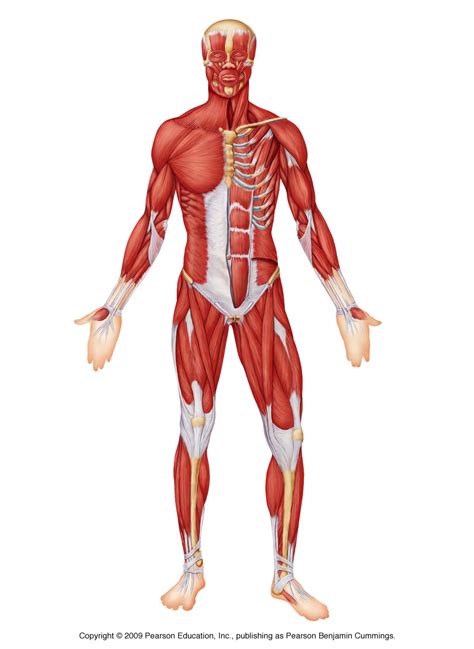 Muscles Of The Body Unlabeled