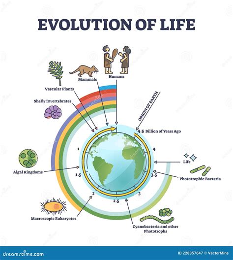 Simple Timeline Of Evolution