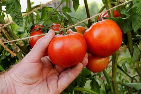Early Girl Tomato Care And Growing Guide